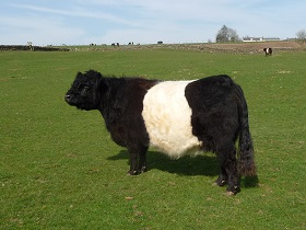 Belted Galloway