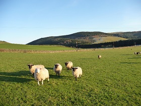 Pet Lambs