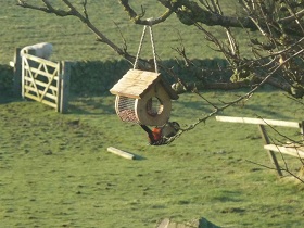 Woodpecker