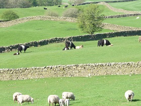 View of Farm